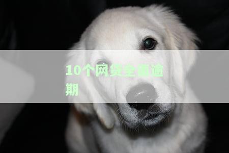 10个网贷全面逾期怎么办？解决方案全解析