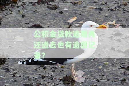 公积金贷款逾期还款影响征信吗？了解其后果及解决办法