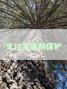 支付宝逾期保护机制：全解析及处理方式