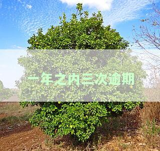一年内有三次逾期：对征信、购房及共签的影响及解决办法