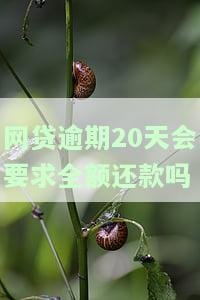 网贷逾期20天会如何？影响及处理方式全解析