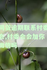网贷逾期了会找村委会和村长的电话吗，网贷逾期后，真的会找到你的村委会和村长吗？