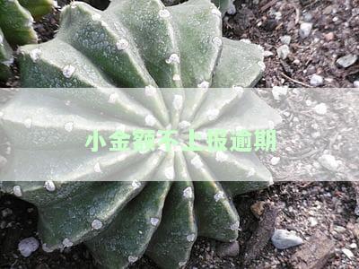 小金额逾期怎么办，如何处理小金额的逾期问题？