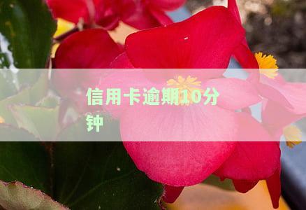 信用卡逾期10分是否上征信？如何处理不同金额、逾期天数的信用卡欠款？