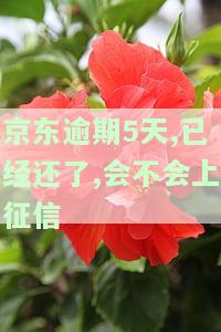 京东逾期5天,已经还了,会不会上征信-京东逾期5天,已经还了,会不会上征信记录