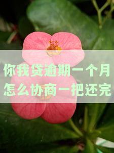 你我贷逾期一个月怎么协商一把还完