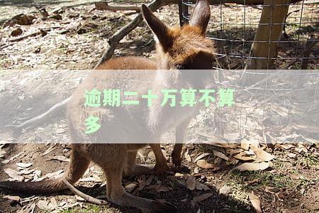 逾期20万能否分期还款？农行E贷解决方案