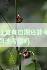 征信有逾期还能考司法考试吗