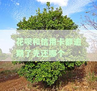 花呗和信用卡都逾期了先还哪个