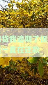 网贷我逾期了但是我一直在还款怎么办，如何处理网贷逾期但持续还款的情况？