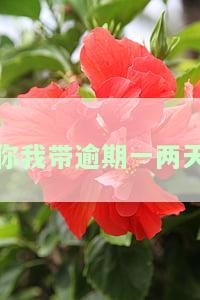 你我贷逾期第四天，警惕！'你我贷逾期第四天'，及时处理避免不良影响