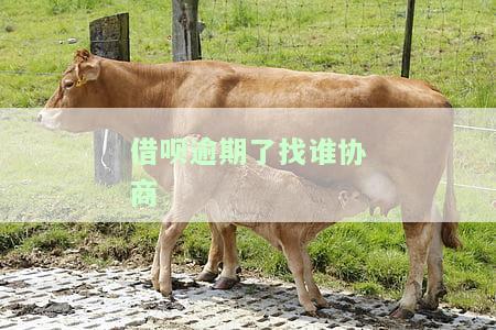 借呗逾期了找谁协商还本金，如何协商解决借呗逾期问题并偿还本金？