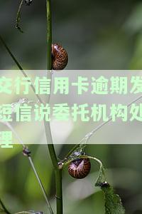 交通银行逾期六个月委托机构：催收方式及可能后果，上门调查风险
