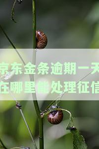 京东金条逾期1天会影响征信记录吗？答案在这里！
