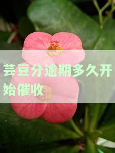 芸豆分逾期一周催收持续多久，芸豆分逾期一周，催收将持续多久？