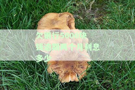 5000元逾期一个月利息多少？合法围及逾期一年后的还款额、每日利息计算方式全解析
