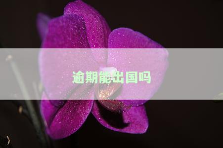 逾期能出国吗？信用卡、网贷逾期对出国有何影响？