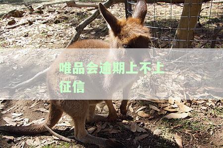 唯品会逾期会起诉吗？答案及处理方法全解析