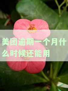 美团逾期一个月了还进去还能提出来吗，美团逾期一个月后还款，能否再次提取？