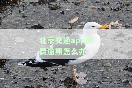 北京交通缴费逾期怎么办-北京交通缴费逾期怎么办理