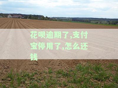 支付宝花呗逾期被暂停使用：如何还款、恢复及重新使用？