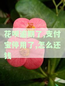 支付宝花呗逾期被停用了怎么才能恢复，如何恢复因逾期被停用的支付宝花呗？