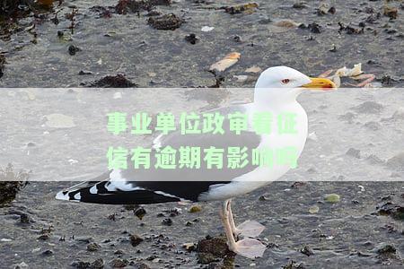 事业单位政审看征信报告的作用及主要关注内容