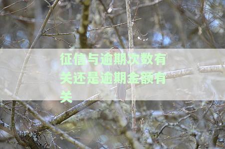 征信与逾期次数有关还是逾期金额有关，探讨征信与逾期的关系：是次数重要还是金额更重要？