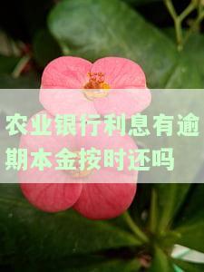 农业银行贷款逾期利息，深入了解农业银行贷款逾期利息，避免额外财务负担