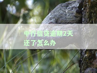 中行贷款逾期还款的影响及解决办法