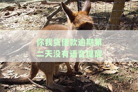 你我贷逾期第一天语音提示两小时还款，你我贷逾期第一天：语音提示两小时内还款，切勿拖！