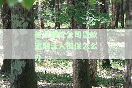 微众银行公司贷款逾期法人担保怎么办，法人担保下，微众银行公司贷款逾期处理方法