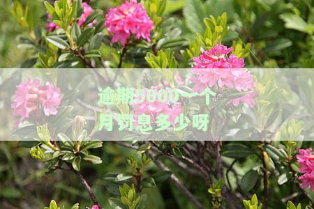 逾期5000会上征信吗？多久会被起诉？