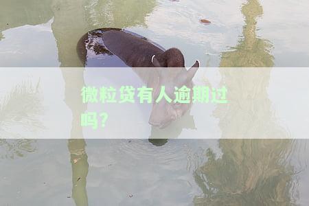 微粒贷有人逾期过吗怎么办，如何处理微粒贷逾期问题？分享解决方法！