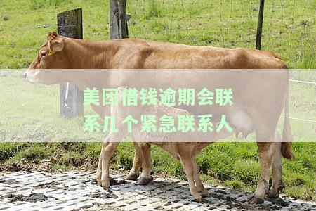 美团借钱逾期会联系几个紧急联系人