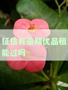 征信有逾期优品租能过吗-优品租征信不好能过吗