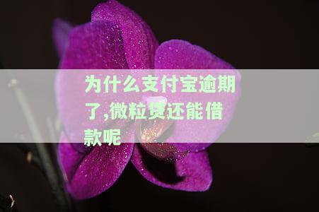为什么支付宝逾期后仍能申请微粒贷？逾期影响及后果解析