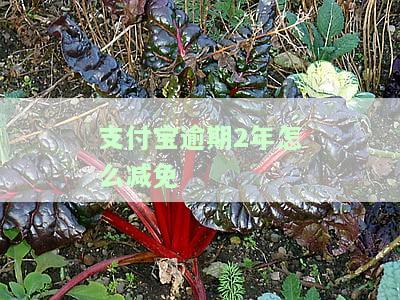 支付宝逾期2年如何减免罚息及利息计算方法