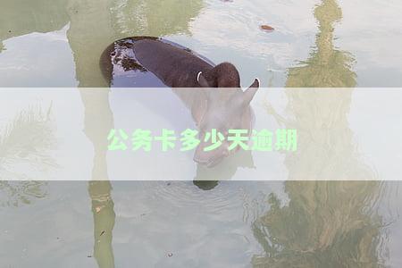 公务卡几天算逾期还款，了解公务卡逾期还款的天数规定