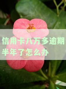 信用卡八万多逾期半年未还，该怎么办？会有什么后果？