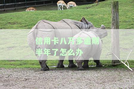 信用卡八万多逾期半年了怎么办-信用卡八万多逾期半年了怎么办呢
