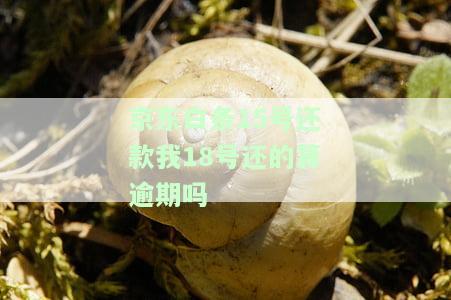 白条15号买的何时还款？与15号还款相关问题解答