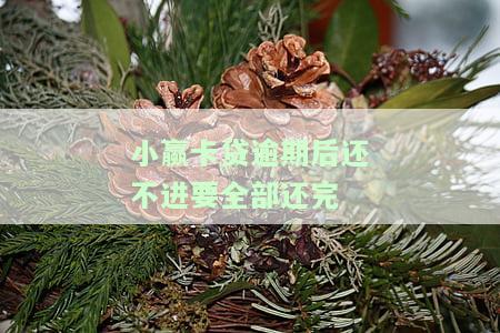小额卡贷逾期，警惕小额卡贷逾期风险，避免信用受损
