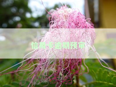 信用卡逾期预审能通过吗，信用卡逾期预审：你能通过吗？
