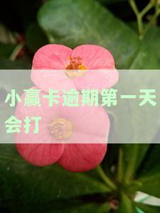 小赢卡贷逾期一天会打所有联系人吗？真的会联系紧急联系人吗？