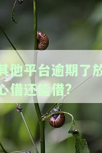有没有放心借逾期的？真实经历分享：逾期是否会上征信、被起诉及催收情况如何？