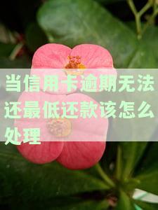 若信用卡最低还款额度还不上：后果、解决办法及原因解析
