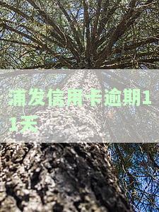 浦发信用卡逾期11天怎么办，浦发信用卡逾期11天，应该如何处理？