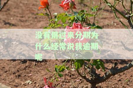 没用过分期贷却被迫还款，被告知严重逾期，该如何应对？