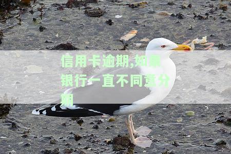逾期了银行不接受分期还款，逾期未还？银行拒接分期申请，你该怎么做？
